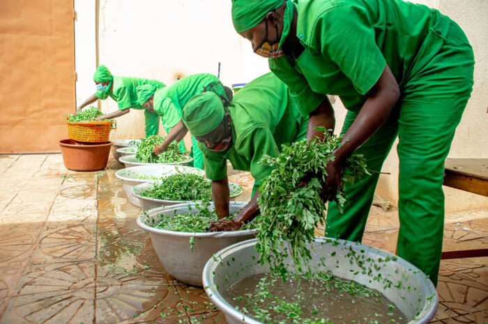 Lavage des feuilles de moringa par les femmes de la coopérative de Keyaa Superfoods au Burkina Faso