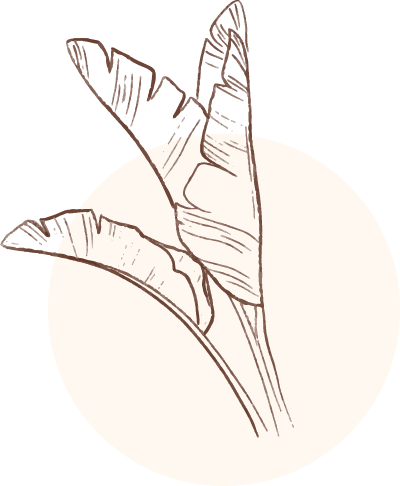 Illustration de feuilles de bananier